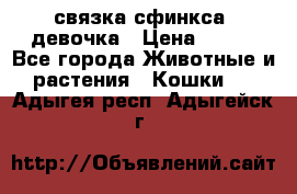 связка сфинкса. девочка › Цена ­ 500 - Все города Животные и растения » Кошки   . Адыгея респ.,Адыгейск г.